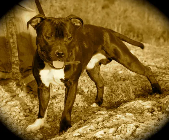 Staffordshire Bull Terrier