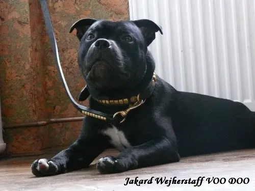 Staffordshire Bull Terrier