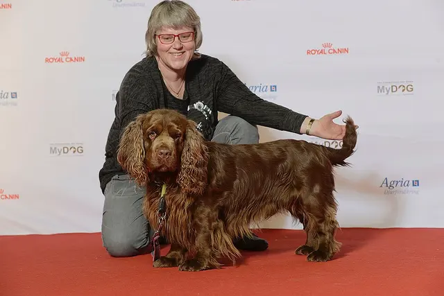 Sussex Spaniel