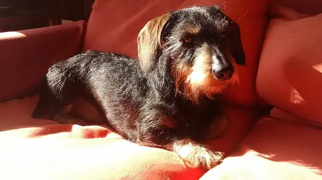 Teckel à poil dur