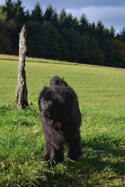 Terre-neuve