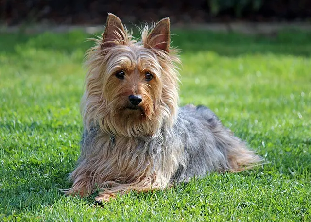 Terrier australien à poil soyeux