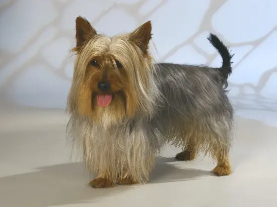 Terrier australien à poil soyeux