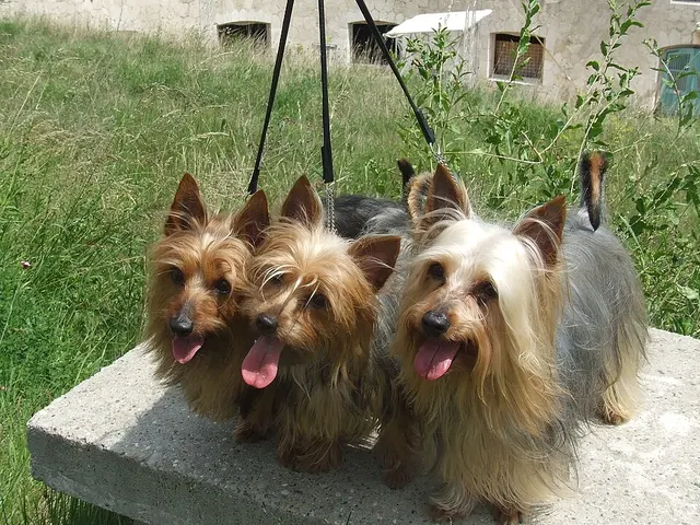 Terrier australien à poil soyeux