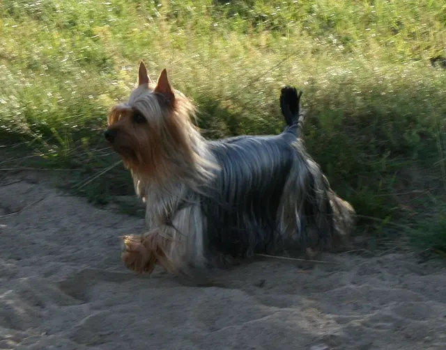 Terrier australien à poil soyeux