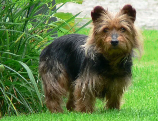 Terrier australien