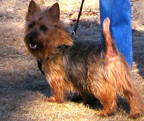 Terrier australien