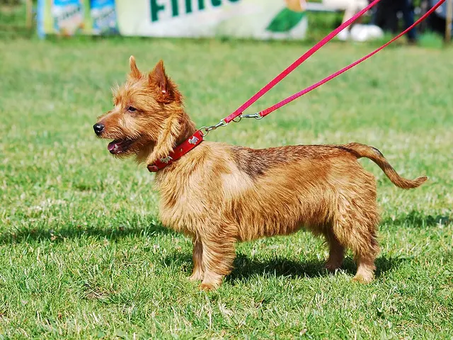 Terrier australien