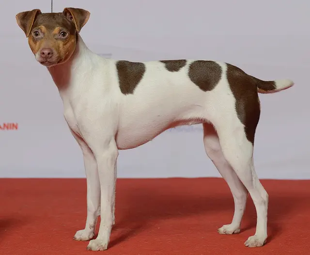 Terrier brésilien