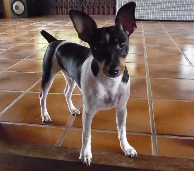 Terrier brésilien