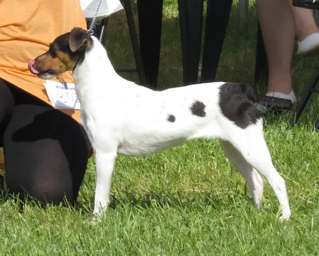 Terrier brésilien