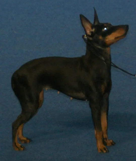 Terrier d'agrément anglais noir et feu