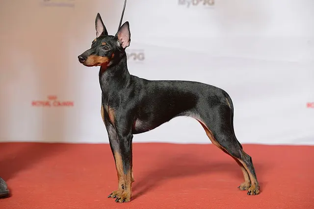 Terrier d'agrément anglais noir et feu