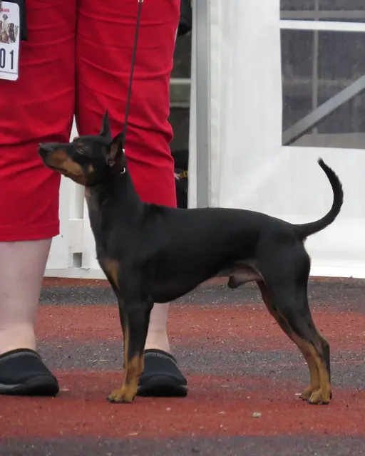Terrier d'agrément anglais noir et feu
