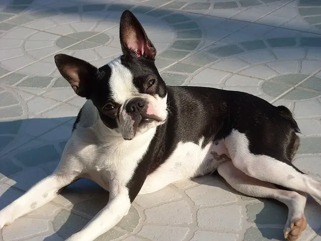 Terrier de Boston