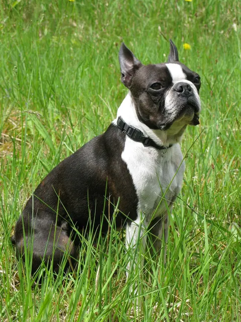 Terrier de Boston