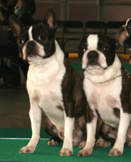 Terrier de Boston