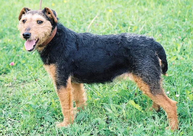 Terrier de chasse allemand