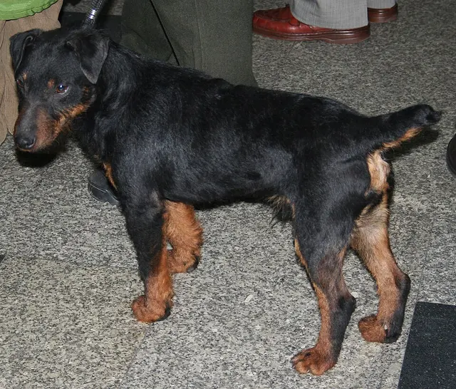 Terrier de chasse allemand