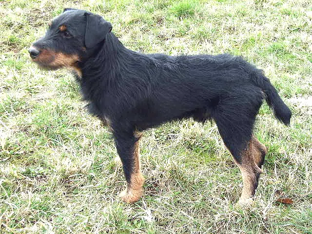 Terrier de chasse allemand