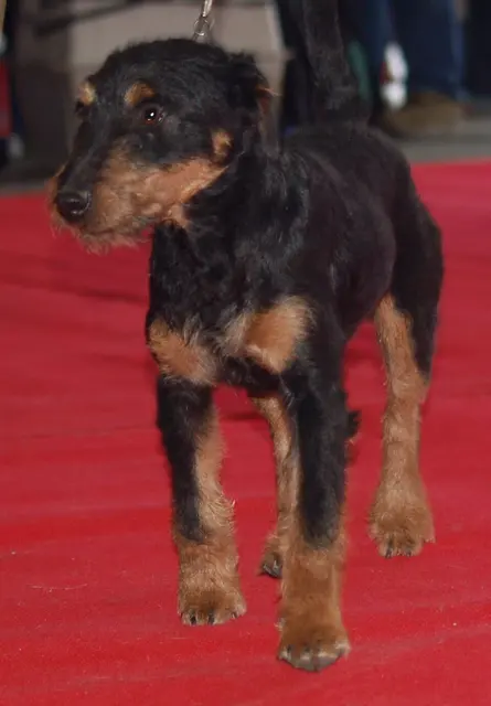 Terrier de chasse allemand