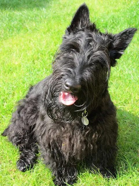 Terrier écossais