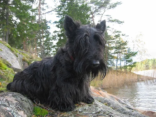 Terrier écossais