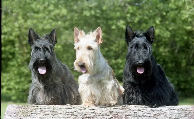 Terrier écossais