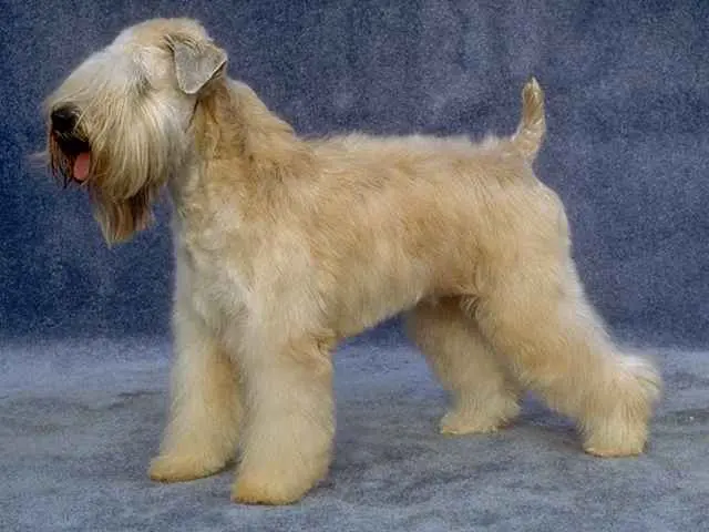 Terrier irlandais à poil doux
