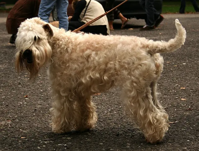 Terrier irlandais à poil doux