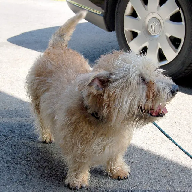 Terrier irlandais Glen of Imaal