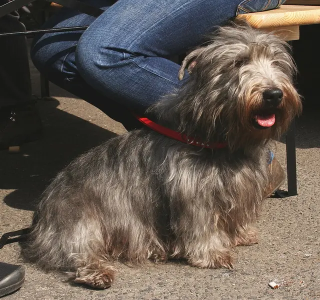 Terrier irlandais Glen of Imaal