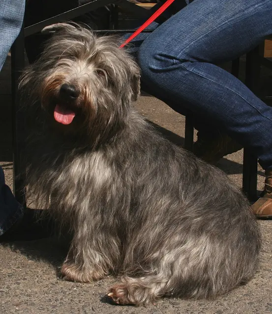 Terrier irlandais Glen of Imaal