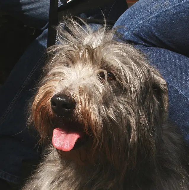 Terrier irlandais Glen of Imaal