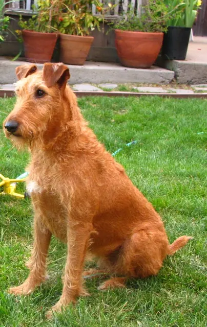 Terrier irlandais
