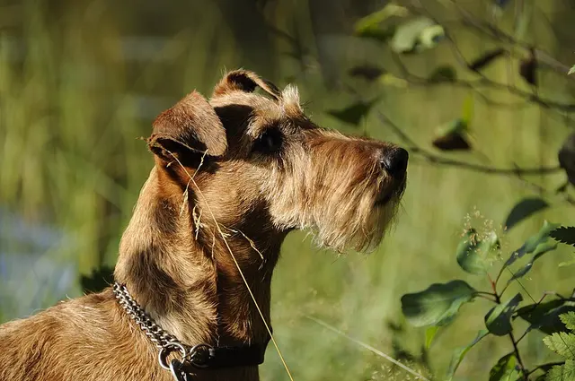 Terrier irlandais