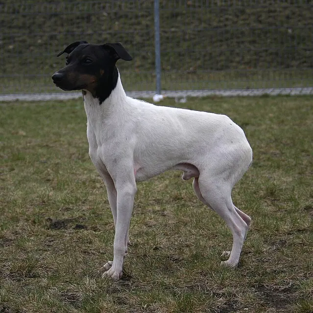 Terrier japonais