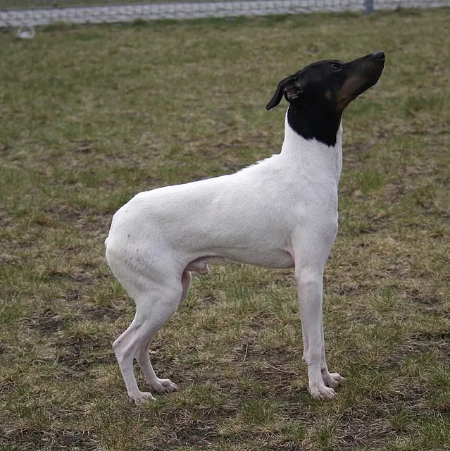 Terrier japonais