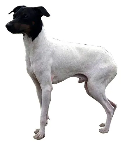 Terrier japonais