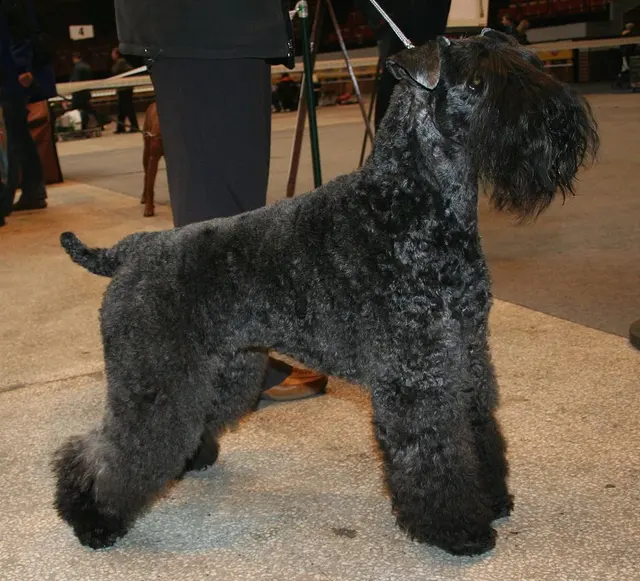 Terrier Kerry Blue