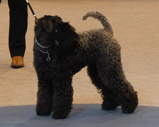 Terrier Kerry Blue