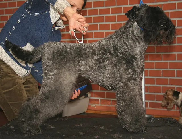 Terrier Kerry Blue