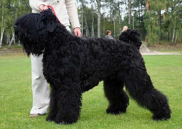 Terrier noir de Russie