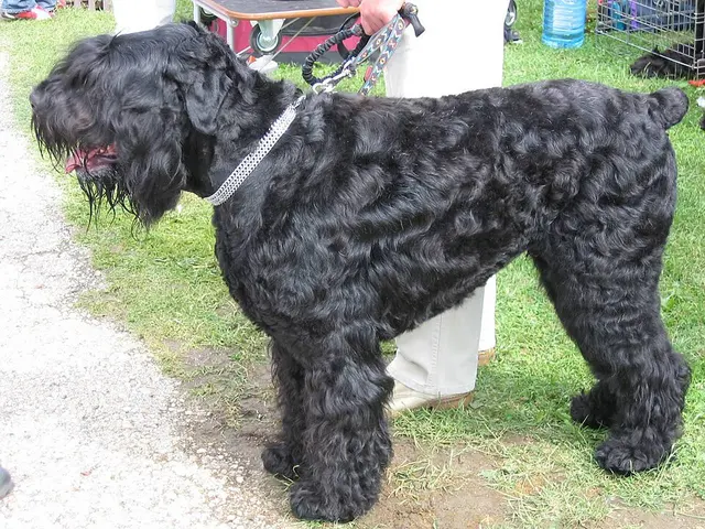 Terrier noir de Russie