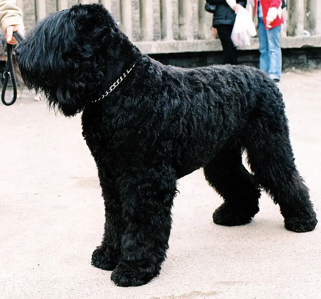 Terrier noir de Russie