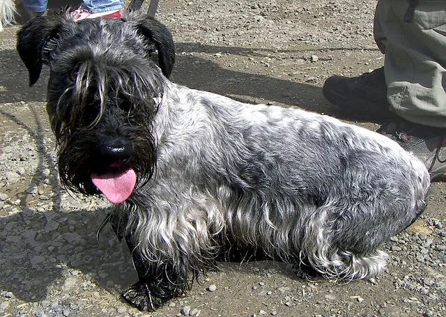 Terrier Tchèque