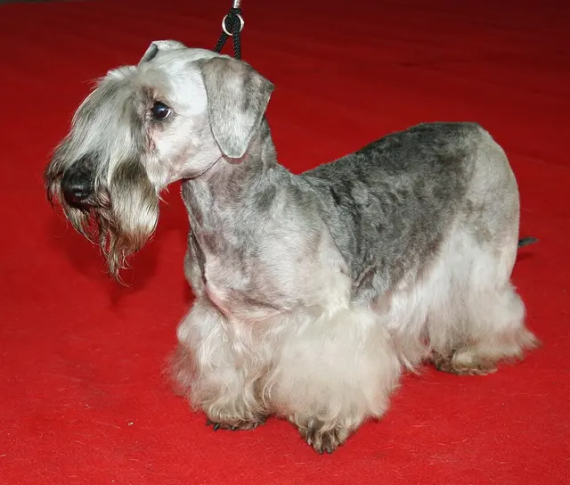 Terrier Tchèque