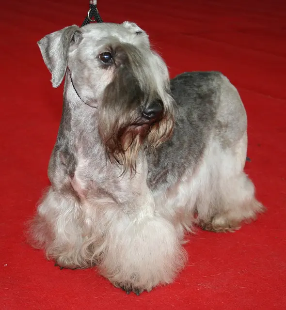 Terrier Tchèque