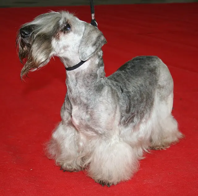 Terrier Tchèque