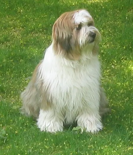 Terrier tibétain